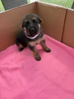 White German shepherd , a female German Shepherd Dog for sale in Macon, GA – 1 of 8