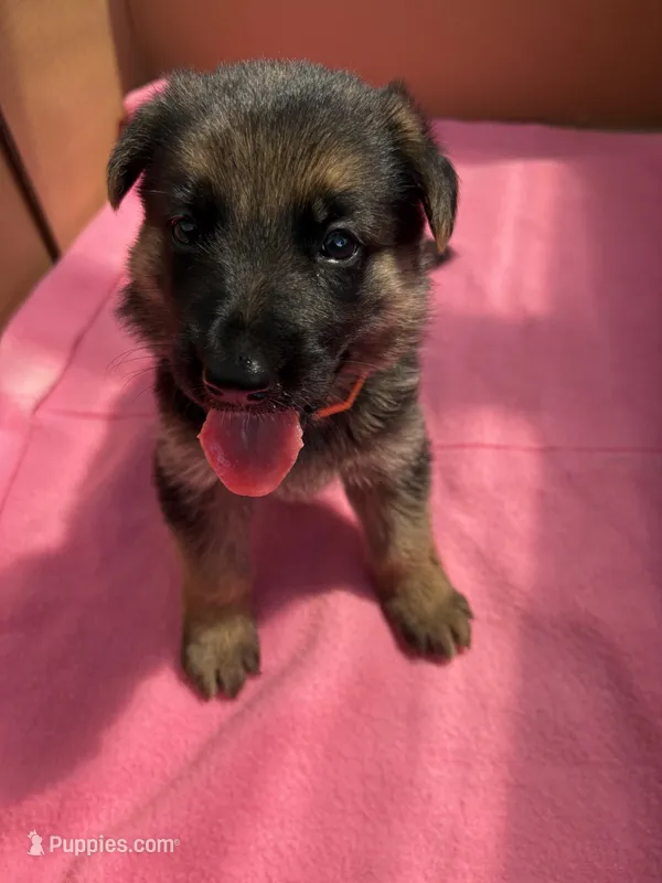 Orange German shepherd  – German Shepherd Dog puppy for sale in Macon, GA