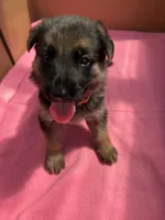 Orange German shepherd , a female German Shepherd Dog for sale in Macon, GA – 1 of 10