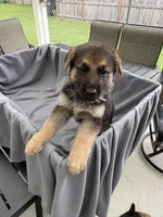 Puppy Brown, a male German Shepherd Dog for sale in Macon, GA – 8 of 8