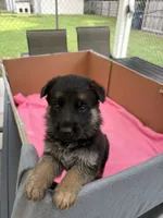 Blue German shepherd , a male German Shepherd Dog for sale in Macon, GA – 9 of 10
