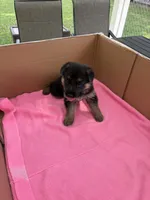 Gray German shepherd , a male German Shepherd Dog for sale in Macon, GA – 4 of 8