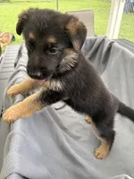 Puppy Gray , a male German Shepherd Dog for sale in Macon, GA – 9 of 10