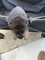 Puppy 7 male, a male German Shepherd Dog for sale in Macon, GA – 2 of 4