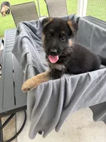 Puppy Red , a female German Shepherd Dog for sale in Macon, GA – 6 of 9