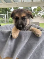 Puppy Pink , a female German Shepherd Dog for sale in Macon, GA – 8 of 10