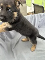 Puppy Blue, a male German Shepherd Dog for sale in Macon, GA – 7 of 10