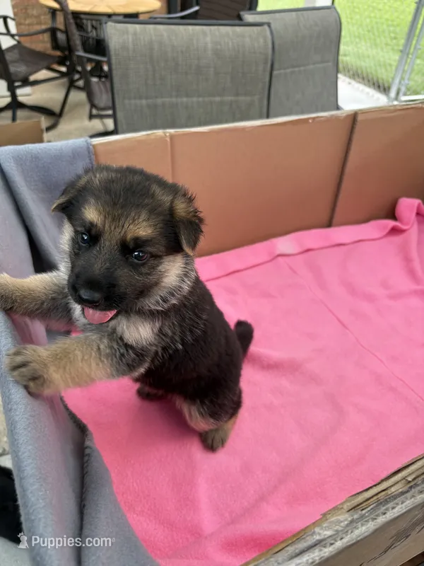 Pink German shepherd  – German Shepherd Dog puppy for sale in Macon, GA