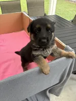 Blue German shepherd , a male German Shepherd Dog for sale in Macon, GA – 10 of 10