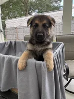 Puppy Brown, a male German Shepherd Dog for sale in Macon, GA – 7 of 8