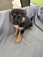 Puppy Gray , a male German Shepherd Dog for sale in Macon, GA – 4 of 10