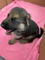  Brown German shepherd , a male German Shepherd Dog for sale in Macon, GA – 3 of 8