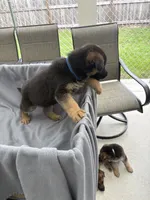 Puppy Blue, a male German Shepherd Dog for sale in Macon, GA – 5 of 10