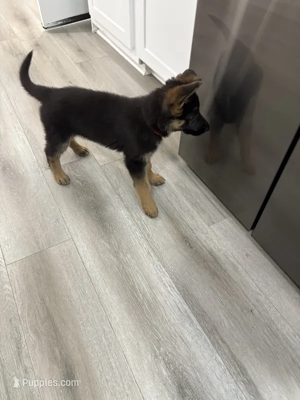 Puppy Red  – German Shepherd Dog puppy for sale in Macon, GA