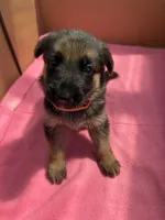 Orange German shepherd , a female German Shepherd Dog for sale in Macon, GA – 9 of 10