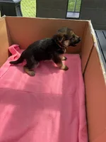 Yellow German shepherd , a female German Shepherd Dog for sale in Macon, GA – 5 of 8