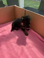 Red German shepherd , a female German Shepherd Dog for sale in Macon, GA – 6 of 9