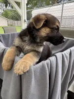 Puppy Brown, a male German Shepherd Dog for sale in Macon, GA – 6 of 8