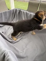 Puppy Brown, a male German Shepherd Dog for sale in Macon, GA – 4 of 8