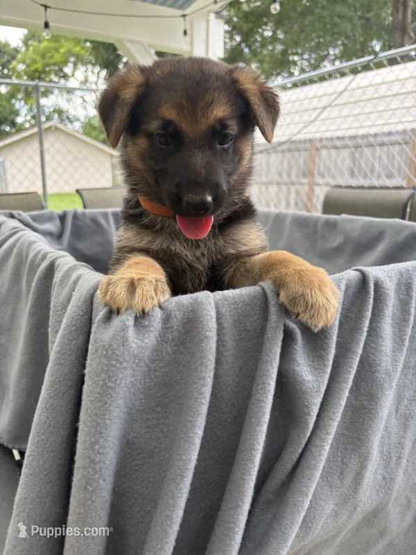Puppy Orange  – German Shepherd Dog puppy for sale in Macon, GA