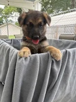 Puppy Orange , a female German Shepherd Dog for sale in Macon, GA – 1 of 8