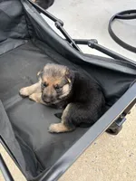 Puppy 5 female , a female German Shepherd Dog for sale in Macon, GA – 2 of 3