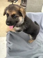 Puppy Pink , a female German Shepherd Dog for sale in Macon, GA – 3 of 10