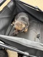 Puppy 3 female , a female German Shepherd Dog for sale in Macon, GA – 2 of 3