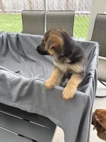 Puppy yellow, a female German Shepherd Dog for sale in Macon, GA – 7 of 10