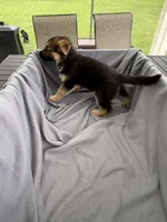 Puppy Brown, a male German Shepherd Dog for sale in Macon, GA – 3 of 8