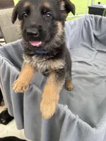 Puppy Blue, a male German Shepherd Dog for sale in Macon, GA – 9 of 10