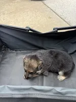 Puppy 4 female , a female German Shepherd Dog for sale in Macon, GA – 4 of 4