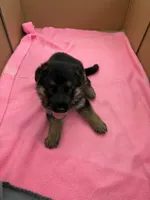 Gray German shepherd , a male German Shepherd Dog for sale in Macon, GA – 3 of 8