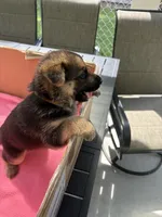 Yellow German shepherd , a female German Shepherd Dog for sale in Macon, GA – 7 of 8