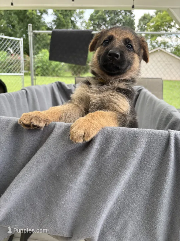 Puppy yellow – German Shepherd Dog puppy for sale in Macon, GA