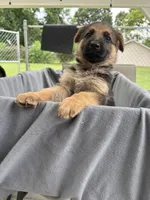Puppy yellow, a female German Shepherd Dog for sale in Macon, GA – 1 of 10