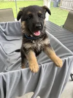 Puppy Blue, a male German Shepherd Dog for sale in Macon, GA – 1 of 10
