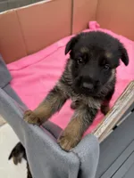 Blue German shepherd , a male German Shepherd Dog for sale in Macon, GA – 7 of 10