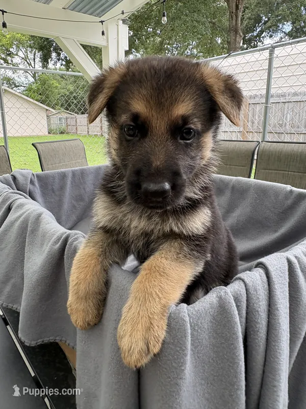 Puppy Brown  – German Shepherd Dog puppy for sale in Macon, GA