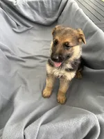 Puppy yellow, a female German Shepherd Dog for sale in Macon, GA – 4 of 10