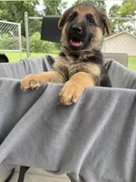 Puppy yellow, a female German Shepherd Dog for sale in Macon, GA – 8 of 10