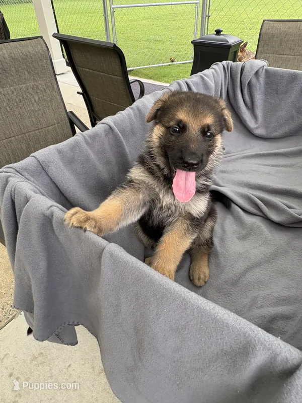 Puppy Brown – German Shepherd Dog puppy for sale in Macon, GA