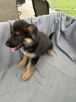 Puppy Gray , a male German Shepherd Dog for sale in Macon, GA – 10 of 10