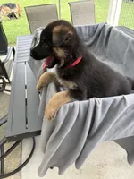 Puppy Red , a female German Shepherd Dog for sale in Macon, GA – 3 of 9