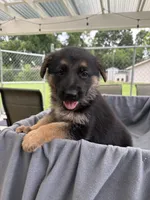 Puppy Gray , a male German Shepherd Dog for sale in Macon, GA – 8 of 10