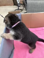 Pink German shepherd , a female German Shepherd Dog for sale in Macon, GA – 2 of 8