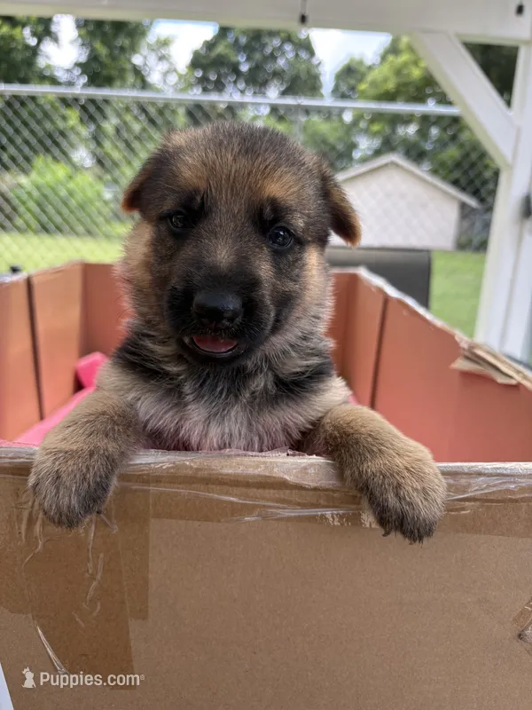 Yellow German shepherd  – German Shepherd Dog puppy for sale in Macon, GA