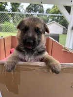 Yellow German shepherd , a female German Shepherd Dog for sale in Macon, GA – 1 of 8