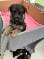 Blue German shepherd , a male German Shepherd Dog for sale in Macon, GA – 4 of 10