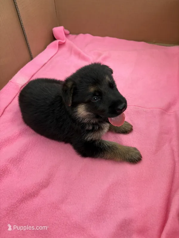 Gray German shepherd  – German Shepherd Dog puppy for sale in Macon, GA